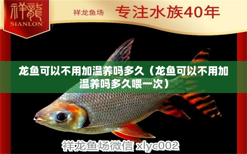 龍魚可以不用加溫養(yǎng)嗎多久（龍魚可以不用加溫養(yǎng)嗎多久喂一次） 廣州龍魚批發(fā)市場