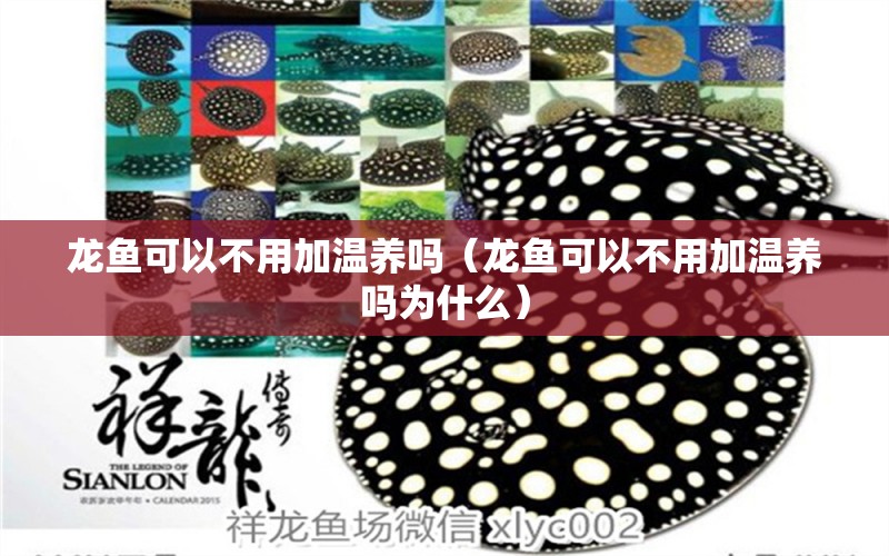 龍魚可以不用加溫養(yǎng)嗎（龍魚可以不用加溫養(yǎng)嗎為什么） 廣州龍魚批發(fā)市場