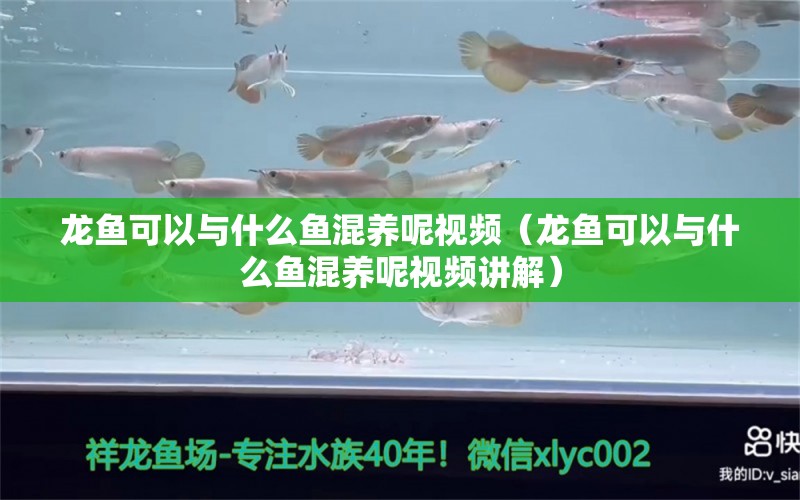 龍魚可以與什么魚混養(yǎng)呢視頻（龍魚可以與什么魚混養(yǎng)呢視頻講解） 廣州龍魚批發(fā)市場