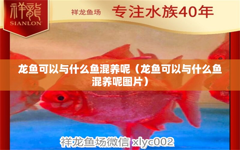 龍魚可以與什么魚混養(yǎng)呢（龍魚可以與什么魚混養(yǎng)呢圖片）