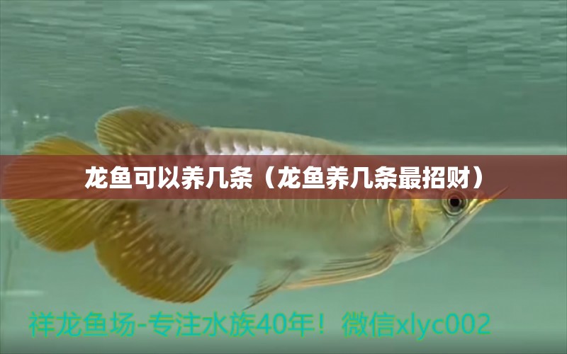 龍魚可以養(yǎng)幾條（龍魚養(yǎng)幾條最招財）