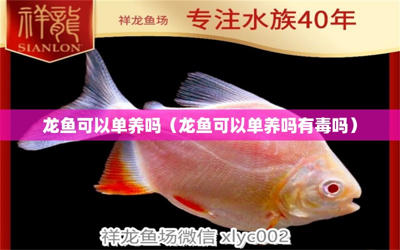 龍魚可以單養(yǎng)嗎（龍魚可以單養(yǎng)嗎有毒嗎） 龍魚疾病與治療