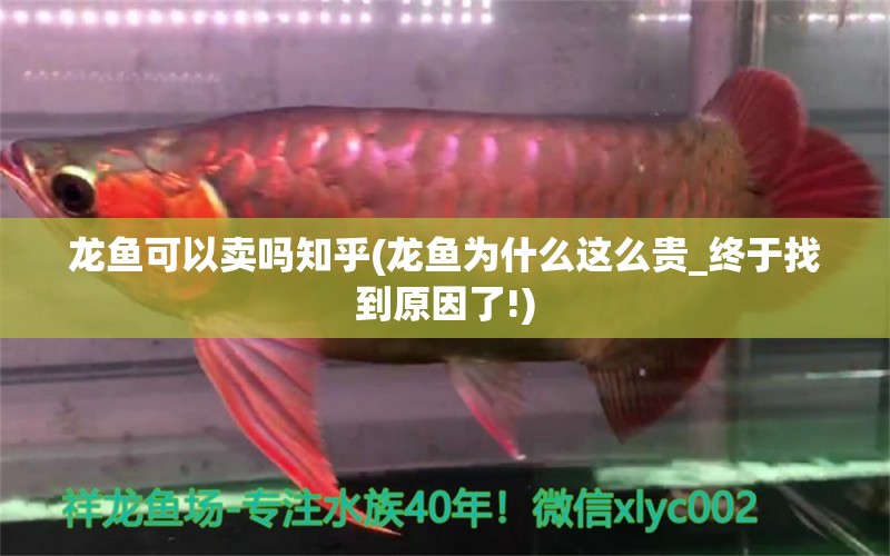 龍魚可以賣嗎知乎(龍魚為什么這么貴_終于找到原因了!) 金老虎魚