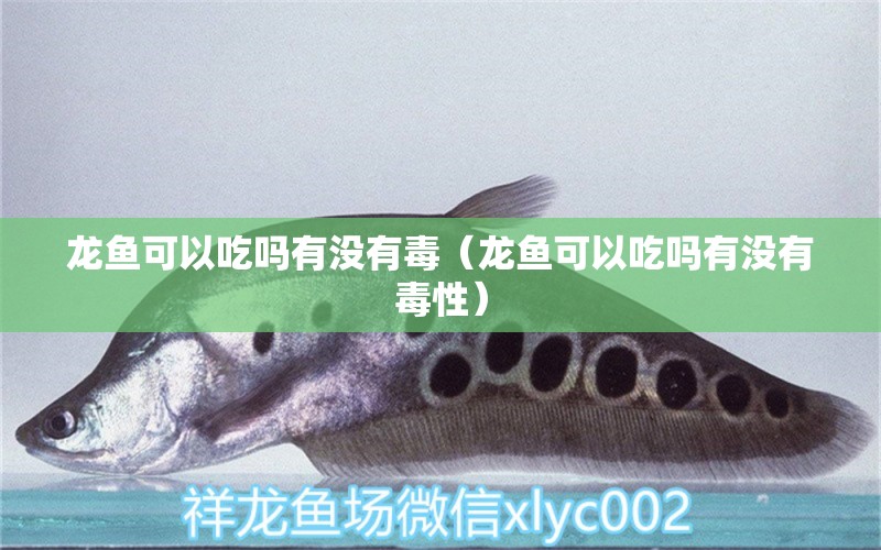 龍魚可以吃嗎有沒有毒（龍魚可以吃嗎有沒有毒性）