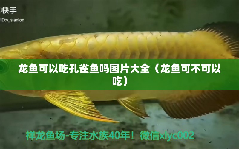 龍魚可以吃孔雀魚嗎圖片大全（龍魚可不可以吃） 觀賞魚