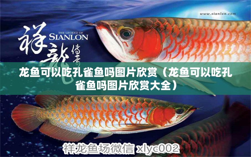 龍魚可以吃孔雀魚嗎圖片欣賞（龍魚可以吃孔雀魚嗎圖片欣賞大全） 觀賞魚