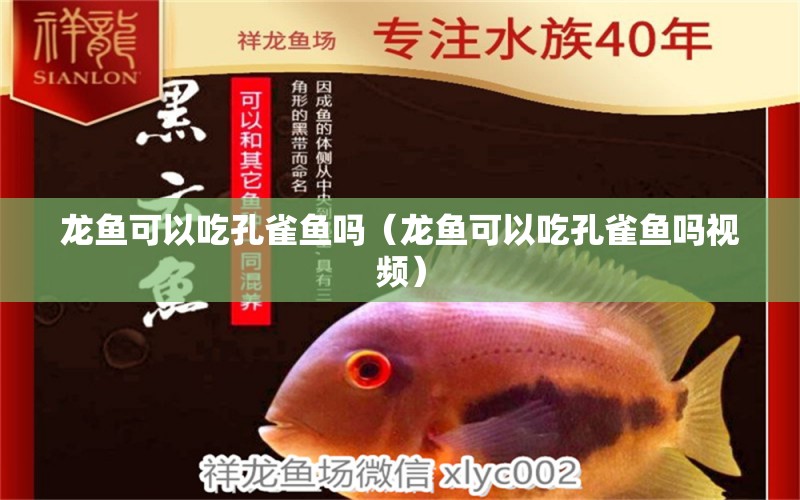 龍魚可以吃孔雀魚嗎（龍魚可以吃孔雀魚嗎視頻）