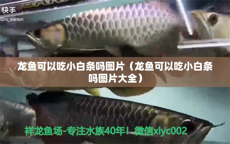 龍魚(yú)可以吃小白條嗎圖片（龍魚(yú)可以吃小白條嗎圖片大全）