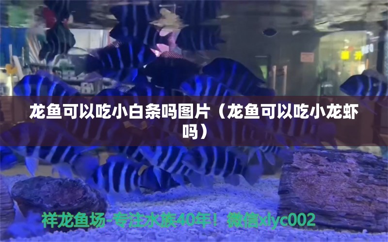 龍魚可以吃小白條嗎圖片（龍魚可以吃小龍蝦嗎）