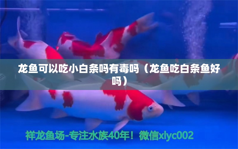 龍魚可以吃小白條嗎有毒嗎（龍魚吃白條魚好嗎）