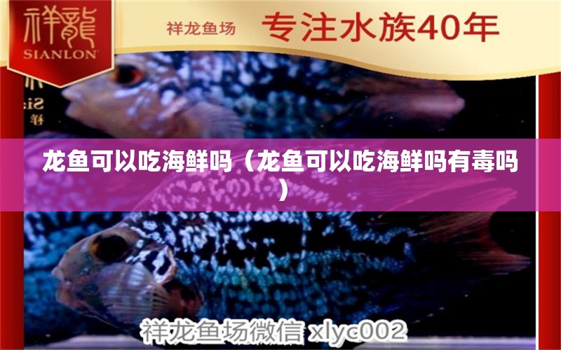 龍魚可以吃海鮮嗎（龍魚可以吃海鮮嗎有毒嗎）