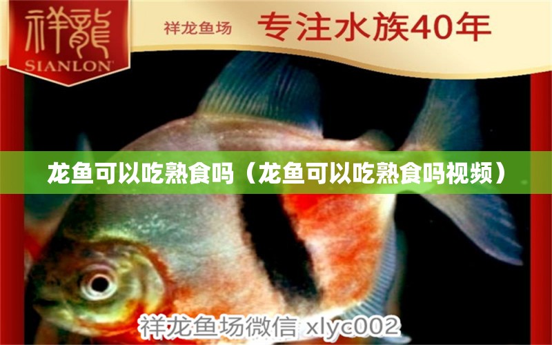 龍魚可以吃熟食嗎（龍魚可以吃熟食嗎視頻）