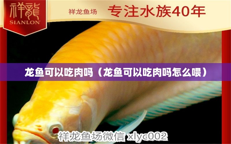 龍魚可以吃肉嗎（龍魚可以吃肉嗎怎么喂）