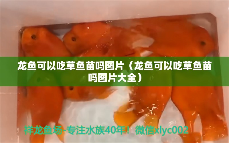 龍魚可以吃草魚苗嗎圖片（龍魚可以吃草魚苗嗎圖片大全）