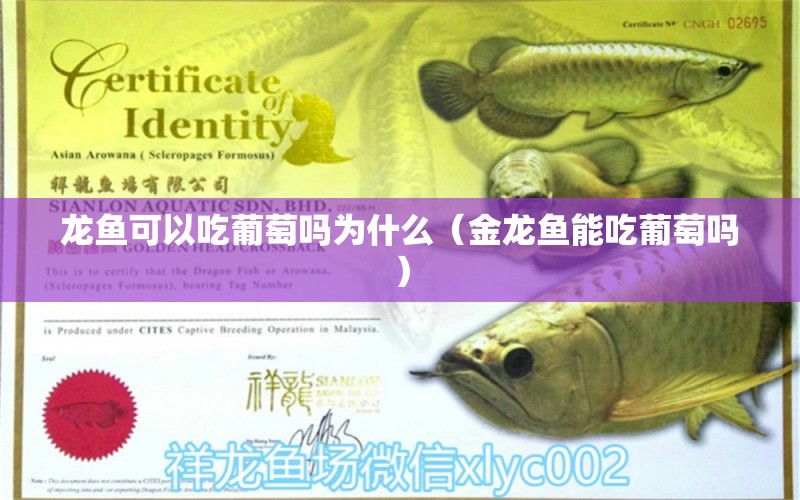 龍魚可以吃葡萄嗎為什么（金龍魚能吃葡萄嗎）