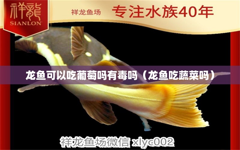 龍魚可以吃葡萄嗎有毒嗎（龍魚吃蔬菜嗎）