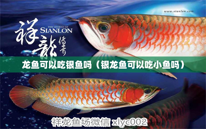 龍魚可以吃銀魚嗎（銀龍魚可以吃小魚嗎） 銀龍魚