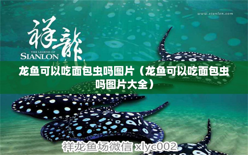 龍魚(yú)可以吃面包蟲(chóng)嗎圖片（龍魚(yú)可以吃面包蟲(chóng)嗎圖片大全）