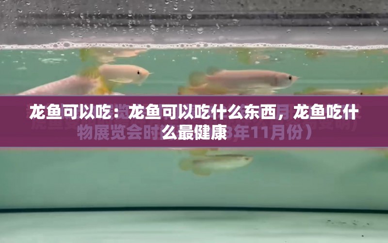 龍魚可以吃：龍魚可以吃什么東西，龍魚吃什么最健康 水族問答