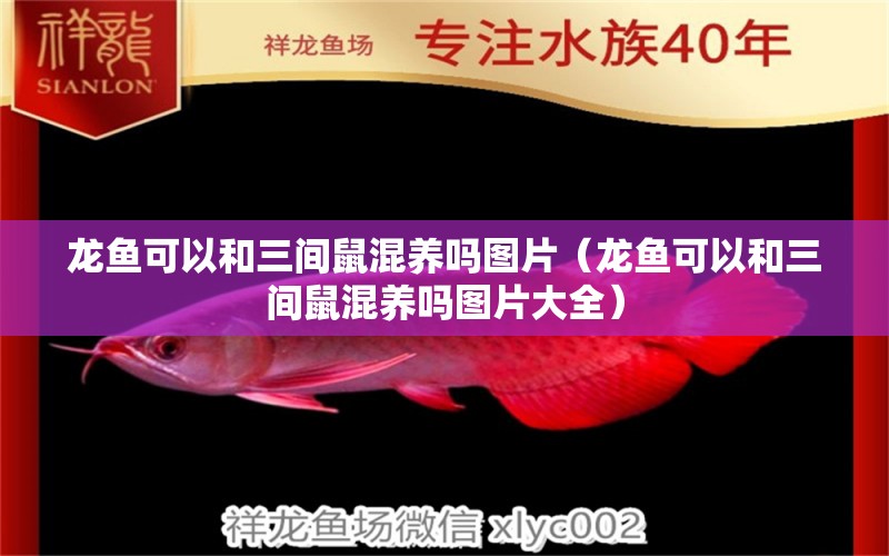 龍魚可以和三間鼠混養(yǎng)嗎圖片（龍魚可以和三間鼠混養(yǎng)嗎圖片大全）