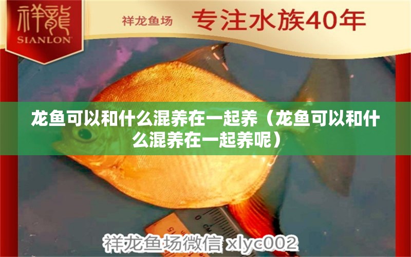 龍魚可以和什么混養(yǎng)在一起養(yǎng)（龍魚可以和什么混養(yǎng)在一起養(yǎng)呢） 廣州龍魚批發(fā)市場