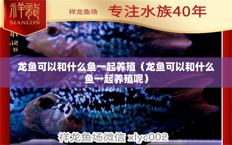 龍魚可以和什么魚一起養(yǎng)殖（龍魚可以和什么魚一起養(yǎng)殖呢） 廣州龍魚批發(fā)市場