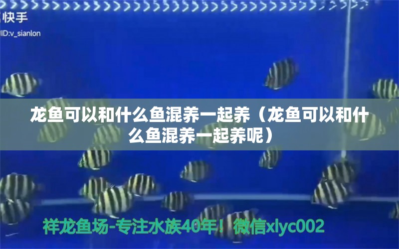 龍魚可以和什么魚混養(yǎng)一起養(yǎng)（龍魚可以和什么魚混養(yǎng)一起養(yǎng)呢）