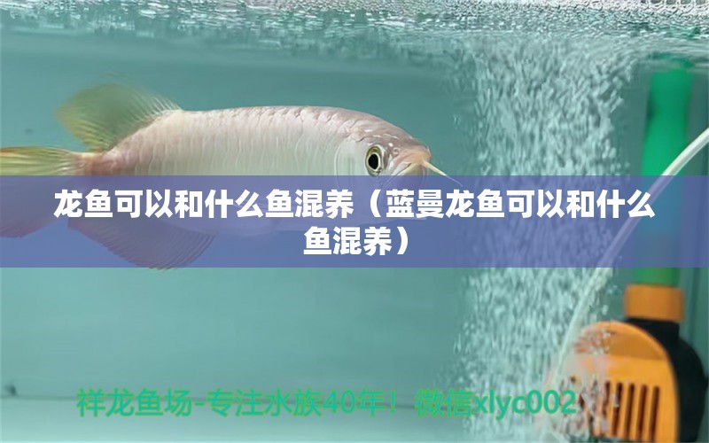 龍魚可以和什么魚混養(yǎng)（藍(lán)曼龍魚可以和什么魚混養(yǎng)）