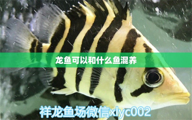 龍魚可以和什么魚混養(yǎng) 大嘴鯨魚