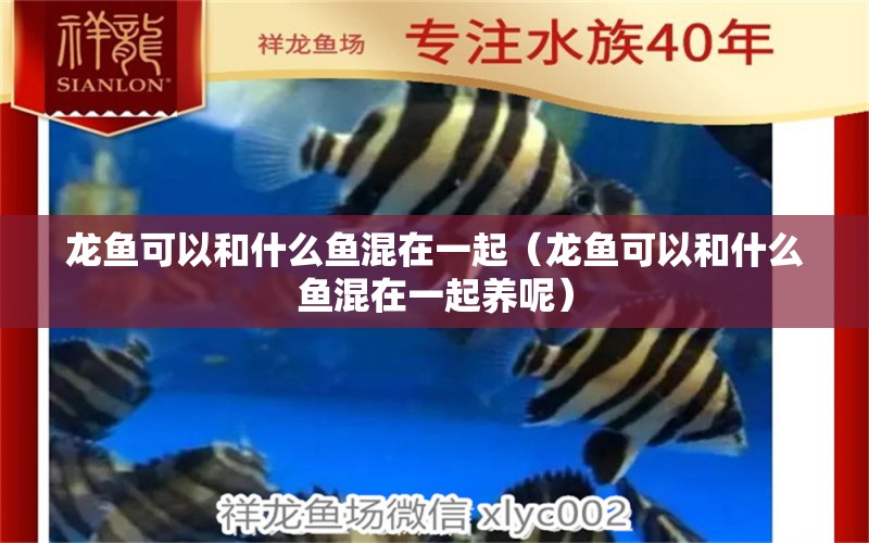 龍魚可以和什么魚混在一起（龍魚可以和什么魚混在一起養(yǎng)呢） 廣州龍魚批發(fā)市場