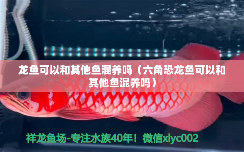 龍魚可以和其他魚混養(yǎng)嗎（六角恐龍魚可以和其他魚混養(yǎng)嗎） 廣州龍魚批發(fā)市場