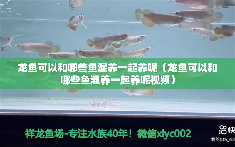 龍魚可以和哪些魚混養(yǎng)一起養(yǎng)呢（龍魚可以和哪些魚混養(yǎng)一起養(yǎng)呢視頻） 觀賞魚