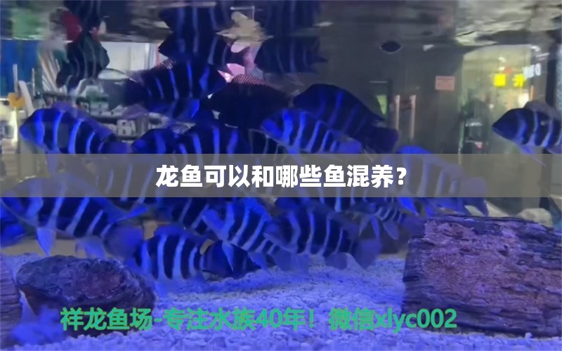 龍魚可以和哪些魚混養(yǎng)？ 養(yǎng)魚知識(shí)