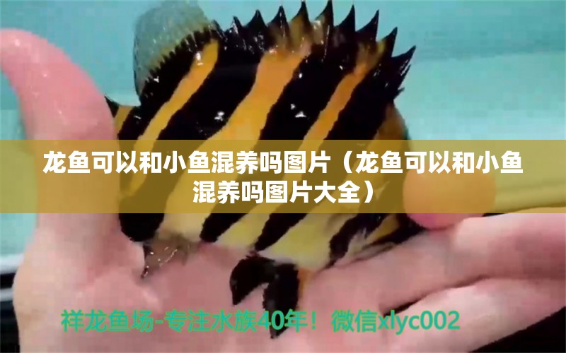 龍魚可以和小魚混養(yǎng)嗎圖片（龍魚可以和小魚混養(yǎng)嗎圖片大全） 廣州龍魚批發(fā)市場