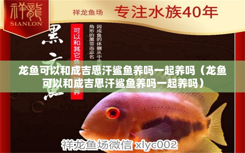 龍魚可以和成吉思汗鯊魚養(yǎng)嗎一起養(yǎng)嗎（龍魚可以和成吉思汗鯊魚養(yǎng)嗎一起養(yǎng)嗎）