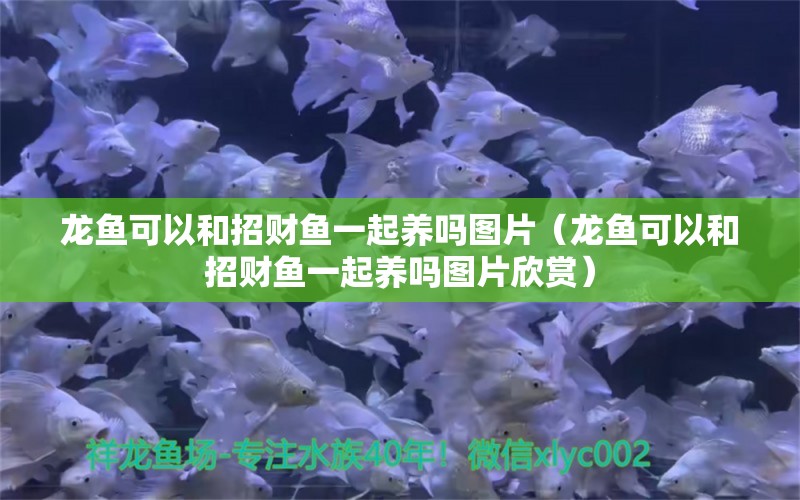 龍魚可以和招財(cái)魚一起養(yǎng)嗎圖片（龍魚可以和招財(cái)魚一起養(yǎng)嗎圖片欣賞）