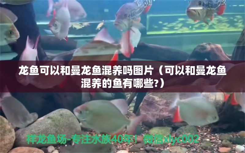 龍魚可以和曼龍魚混養(yǎng)嗎圖片（可以和曼龍魚混養(yǎng)的魚有哪些?） 觀賞魚