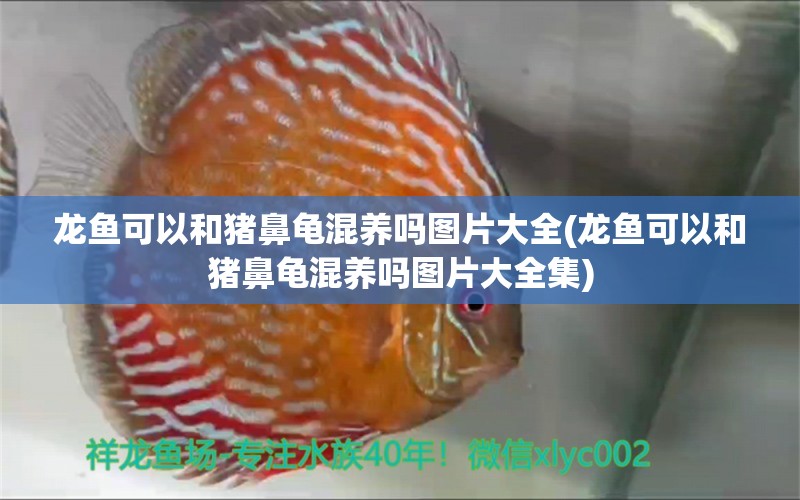 龍魚可以和豬鼻龜混養(yǎng)嗎圖片大全(龍魚可以和豬鼻龜混養(yǎng)嗎圖片大全集) 豬鼻龜