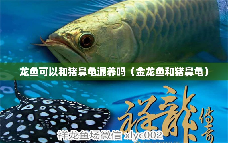 龍魚(yú)可以和豬鼻龜混養(yǎng)嗎（金龍魚(yú)和豬鼻龜） 豬鼻龜