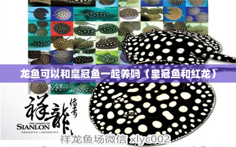 龍魚可以和皇冠魚一起養(yǎng)嗎（皇冠魚和紅龍）