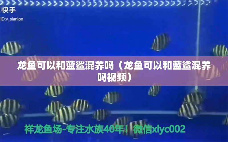 龍魚可以和藍鯊混養(yǎng)嗎（龍魚可以和藍鯊混養(yǎng)嗎視頻）