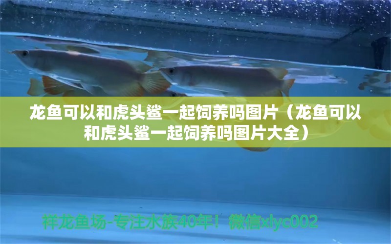 龍魚可以和虎頭鯊一起飼養(yǎng)嗎圖片（龍魚可以和虎頭鯊一起飼養(yǎng)嗎圖片大全）