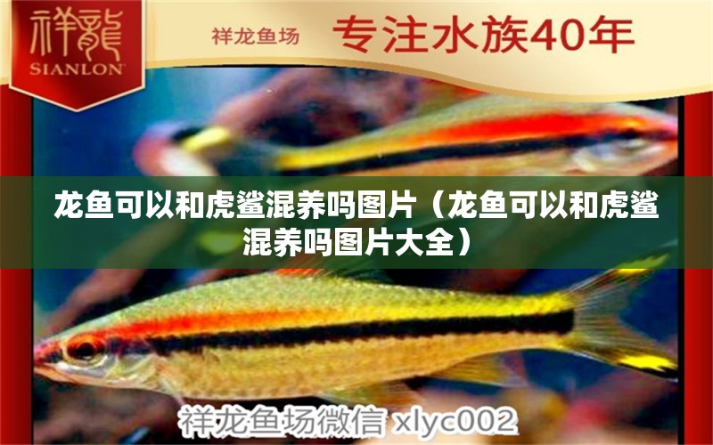 龍魚可以和虎鯊混養(yǎng)嗎圖片（龍魚可以和虎鯊混養(yǎng)嗎圖片大全）