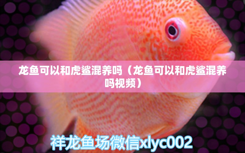 龍魚可以和虎鯊混養(yǎng)嗎（龍魚可以和虎鯊混養(yǎng)嗎視頻）