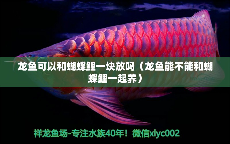 龍魚可以和蝴蝶鯉一塊放嗎（龍魚能不能和蝴蝶鯉一起養(yǎng)） 蝴蝶鯉