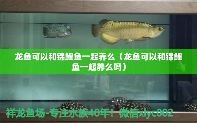 龍魚可以和錦鯉魚一起養(yǎng)么（龍魚可以和錦鯉魚一起養(yǎng)么嗎） 廣州龍魚批發(fā)市場