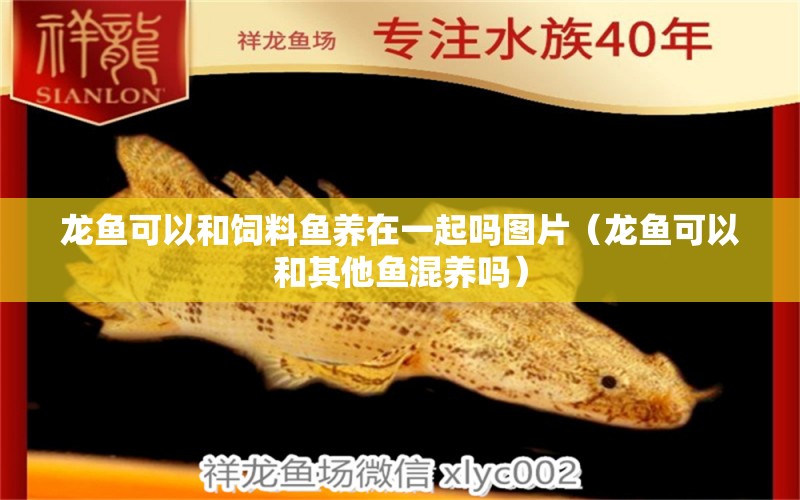 龍魚可以和飼料魚養(yǎng)在一起嗎圖片（龍魚可以和其他魚混養(yǎng)嗎） 觀賞魚