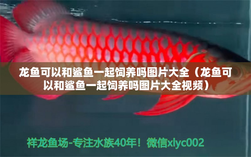 龍魚可以和鯊魚一起飼養(yǎng)嗎圖片大全（龍魚可以和鯊魚一起飼養(yǎng)嗎圖片大全視頻） 祥龍魚場(chǎng)