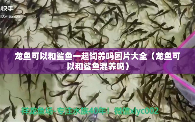 龍魚可以和鯊魚一起飼養(yǎng)嗎圖片大全（龍魚可以和鯊魚混養(yǎng)嗎）