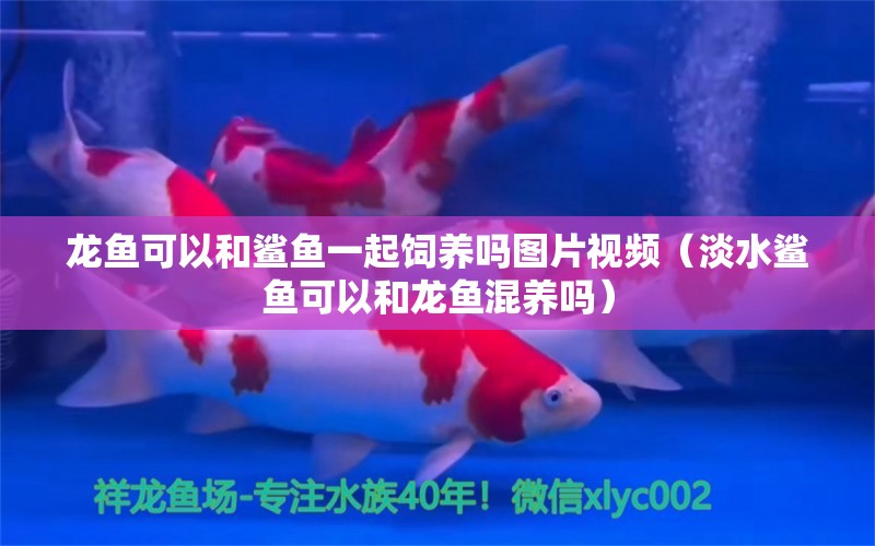 龍魚可以和鯊魚一起飼養(yǎng)嗎圖片視頻（淡水鯊魚可以和龍魚混養(yǎng)嗎）